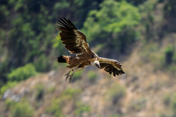 Griffon vultures in the landscapes of the Baronnies, France