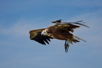 Griffon vulture in the sky over Provence, ready to land