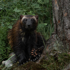 Gulo gulo in Kristiansand Dyrepark in southern Norway
