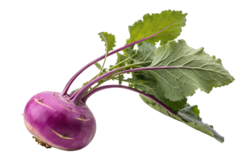 Purple kohlrabi vegetable with green leaves isolated on transparent background