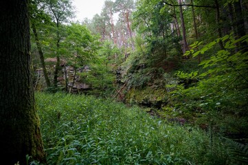 Židova Strouha Stream in South Bohemia, Czech Republic – Summer Landscape with Rocks, Lush Vegetation 
