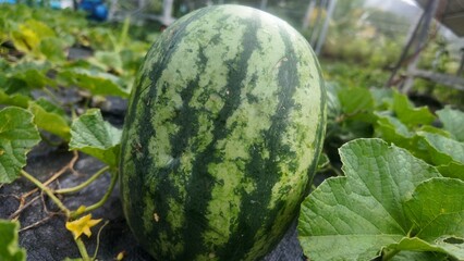 Close-up of fresh watermelons growing in an outdoor farm. The green-striped rind is clearly visible, surrounded by lush green leaves. Natural agriculture and organic fruit harvest concept.