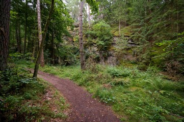 Židova Strouha Stream in South Bohemia, Czech Republic – Summer Landscape with Rocks, Lush Vegetation 