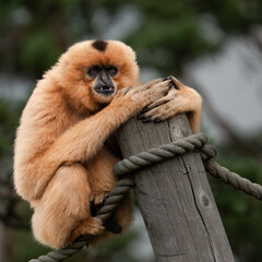 Gibbon monkey in Kristiansand Dyrepark in southern Norway