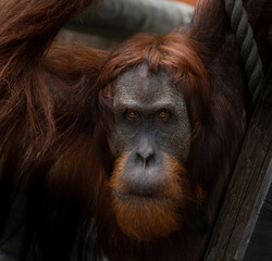 Bornean orangutan in Kristiansand Dyrepark in southern Norway