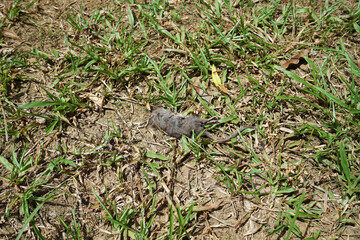 Close up body of rotten dead rat on green grassy ground