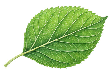 Obraz premium Detailed green hydrangea leaf with serrated edges isolated on transparent background