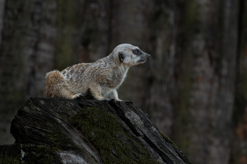 Ring-tailed lemur in Kristiansand Dyrepark in southern Norway