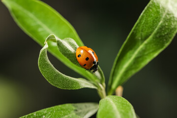 Green plant with cute small ladybug on blurred background outdoors, closeup