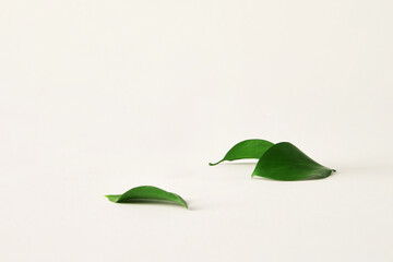 nature green fallen leaf and scattered leaves plant on desktop tabletop white clean simple background