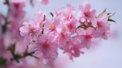 Naklejka premium Pink cherry blossoms dance in vernal breeze, embracing ephemeral beauty, Hanami celebrations, ethereal tranquility, Japanese sakura festival