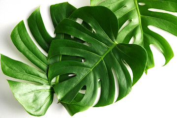 nature monstera deliciosa ceriman and swiss cheese plant with green large leaves and big leaf on a white clean background