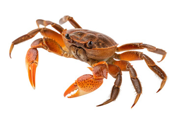 Detailed close up of a vibrant orange crab with prominent claws isolated on transparent background