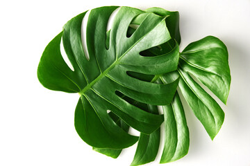 nature monstera deliciosa ceriman and swiss cheese plant with green large leaves and big leaf on a white clean background