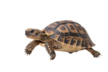 Naklejka premium A detailed close up of a tortoise walking isolated on transparent background