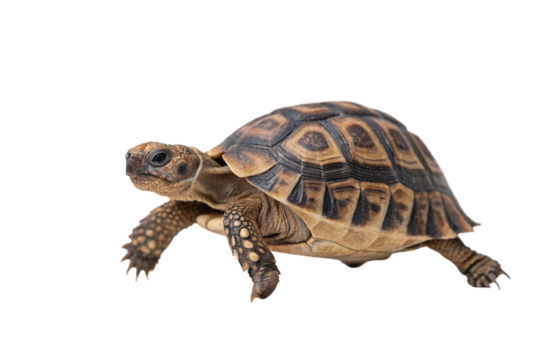 A detailed close up of a tortoise walking isolated on transparent background
