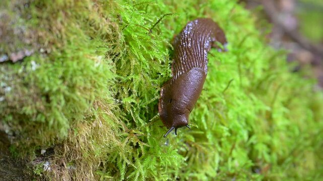 Une limace se d&eacute;place lentement sur une mousse humide