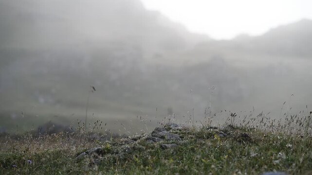 Des herbes hautes ondulent au gr&egrave;s du vent en montagne en milieu humide, en fond,  la brume passe et la montagne se devine