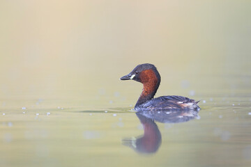 Perkozek ,The little grebe, Tachybaptus ruficollis © Michal Przystas