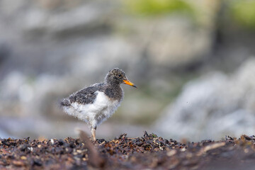 Młody ostrygojad, The young eurasian oystercatcher, Haematopus ostralegus  © Michal Przystas