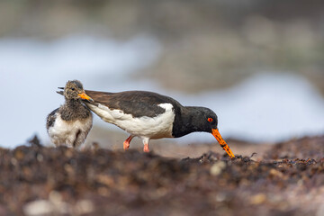 Młody i dorosły ostrygojad, Aduld and young eurasian oystercatchers, Haematopus ostralegus	