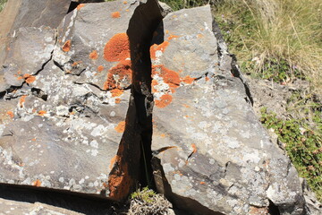 firewood in the forest