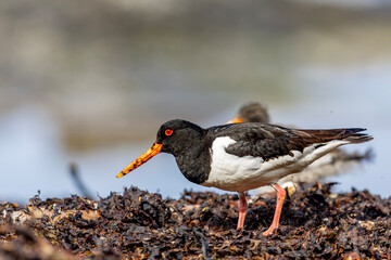 Młody i dorosły ostrygojad, Aduld and young eurasian oystercatchers, Haematopus ostralegus	