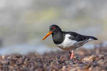 Ostrygojad, The Eurasian oystercatcher, Haematopus ostralegus	