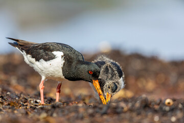 Młody i dorosły ostrygojad, Aduld and young eurasian oystercatchers, Haematopus ostralegus	