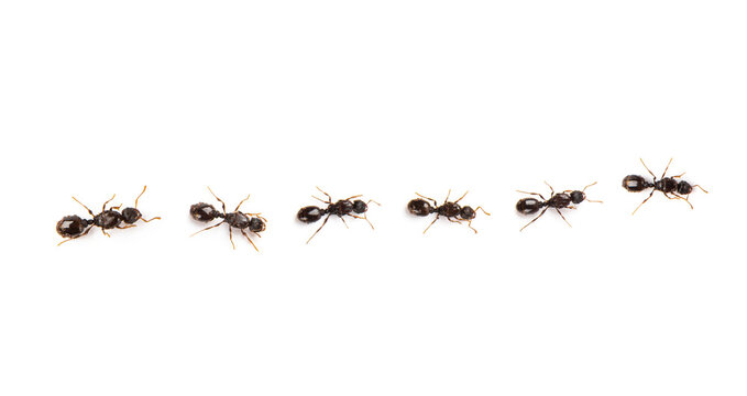black ants isolated on white background.