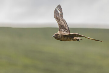 Wydrzyk wielki, The great skua, Stercorarius skua