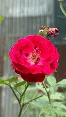 A vibrant red rose blooms brilliantly, with a fading flower nearby showing nature's cycle