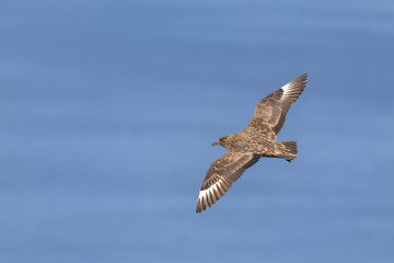 Wydrzyk wielki, The great skua, Stercorarius skua