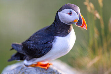 Maskonur, The Puffin, Fratercula arctica  © Michal Przystas