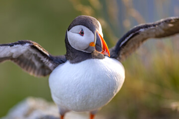 Maskonur, The Puffin, Fratercula arctica  © Michal Przystas