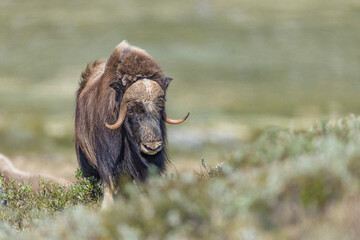 Piżmowół arktyczny, Musk ox, muskox, Norewgia © Michal Przystas