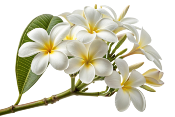 White plumeria flowers with green leaves isolated on transparent background