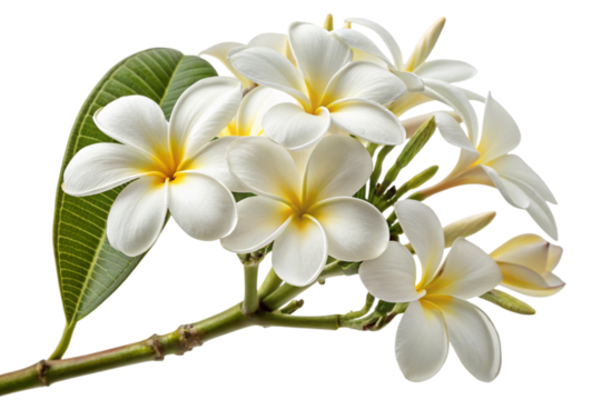 White plumeria flowers with green leaves isolated on transparent background