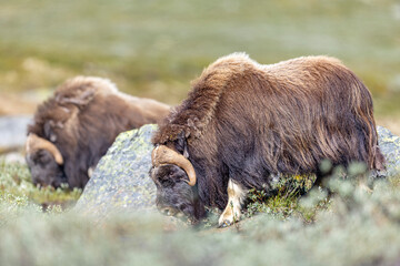 Piżmowół arktyczny, Musk ox, muskox, Norewgia © Michal Przystas