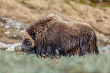 Piżmowół arktyczny, Musk ox, muskox, Norewgia © Michal Przystas