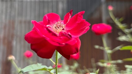 Closeup displays the beauty of a full vibrant red rose in a garden setting