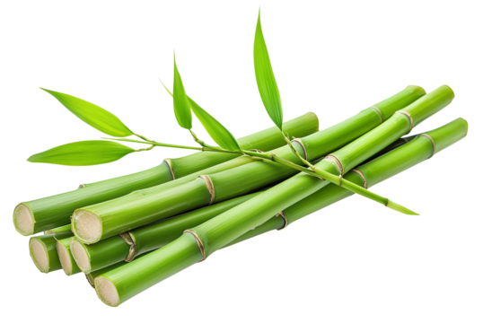Fresh green bamboo with leaf plant isolated on white background transparent PNG clipart.