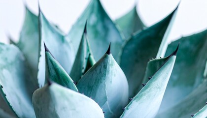 close up of a cactus