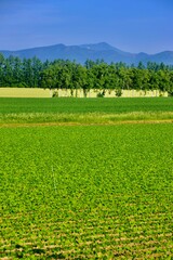 テンサイ畑・砂糖大根・北の大地（北海道・上士幌町）