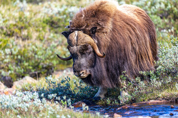 Piżmowół arktyczny, Musk ox, muskox, Norewgia © Michal Przystas