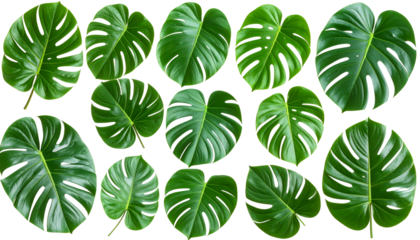 Monstera leaves collection with isolated individual leaves, displayed on a transparent background (PNG format).