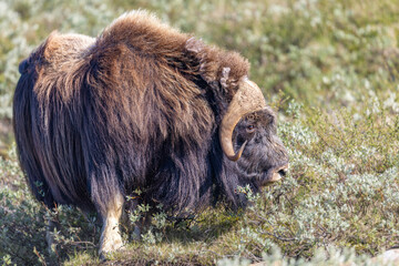 Piżmowół arktyczny, Musk ox, muskox, Norewgia © Michal Przystas