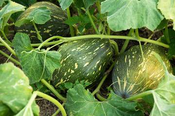Obraz premium Green pumpkin on stem growing in a garden. 