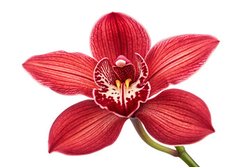 Single vibrant red orchid flower isolated on transparent background