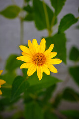 Bright Yellow Helenium Flower on Green Background — Summer Wildflower Close-Up
